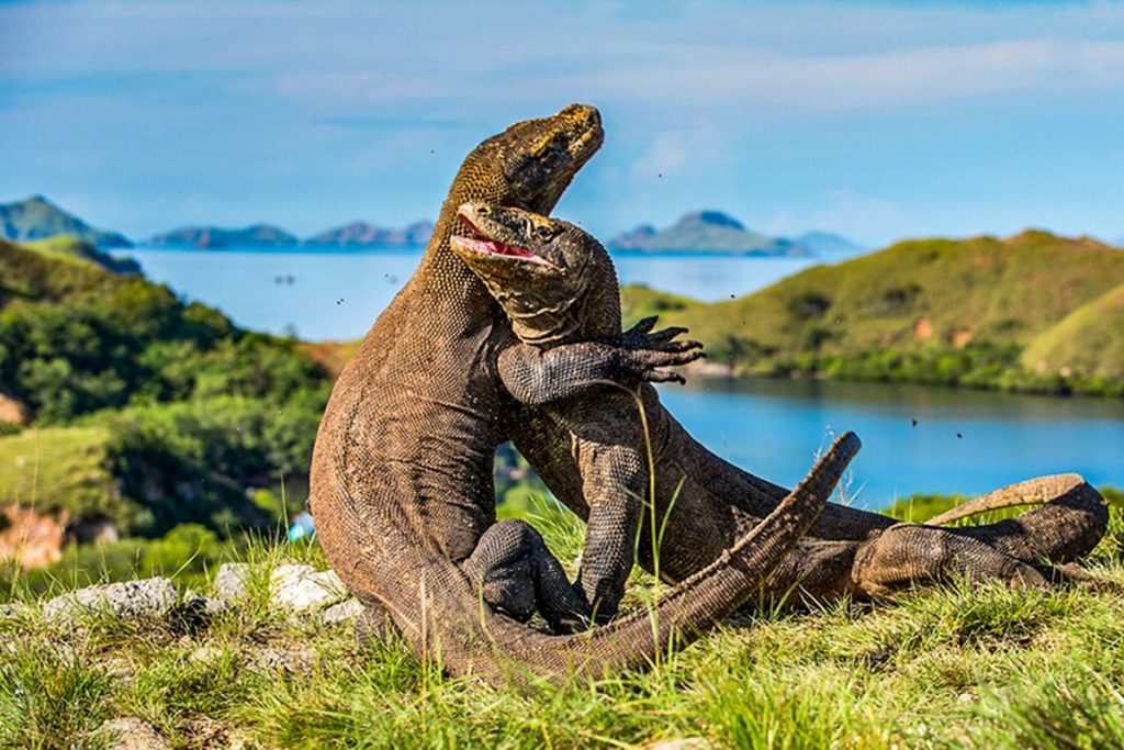 rekomendasi liburan di Pulau Komodo